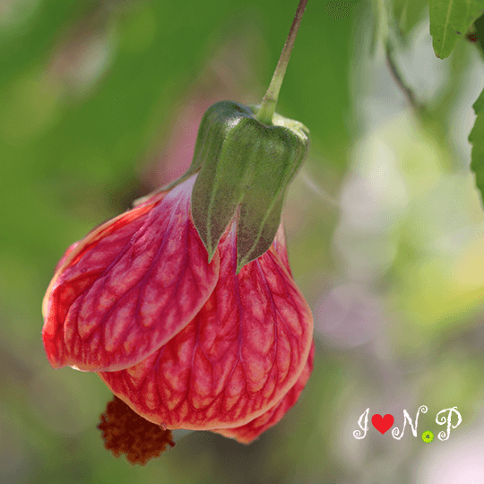 Red Abutilon Flower