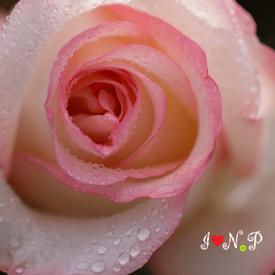 Kiss of Pink Rose