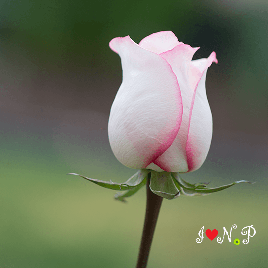 Kiss of Pink Rose