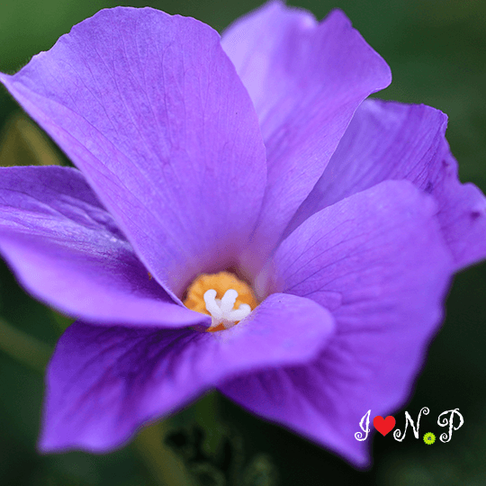 Purple Native Hibiscus