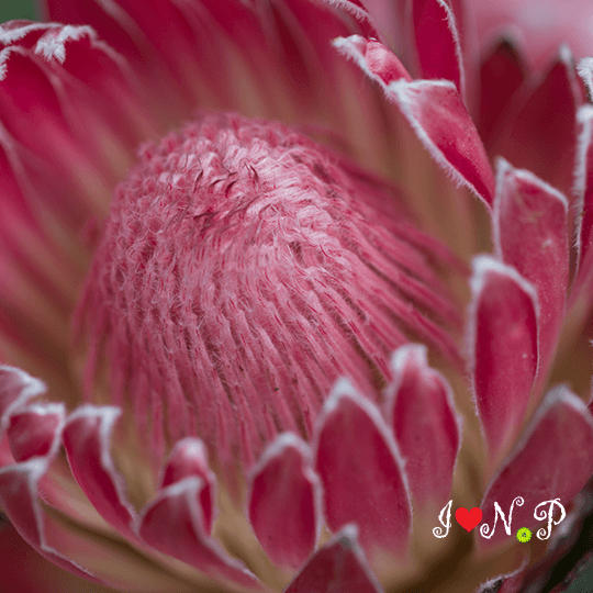 Proteas Flower Resendiz Brothers