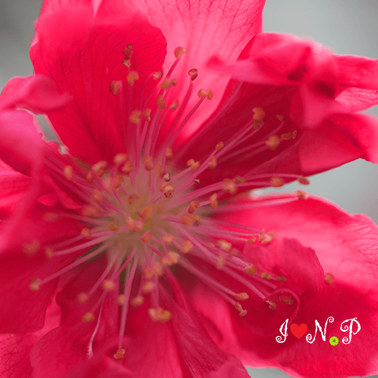 Red Cherry Blossom