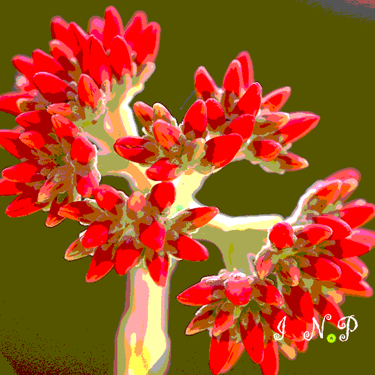 Red Flowering Succulent