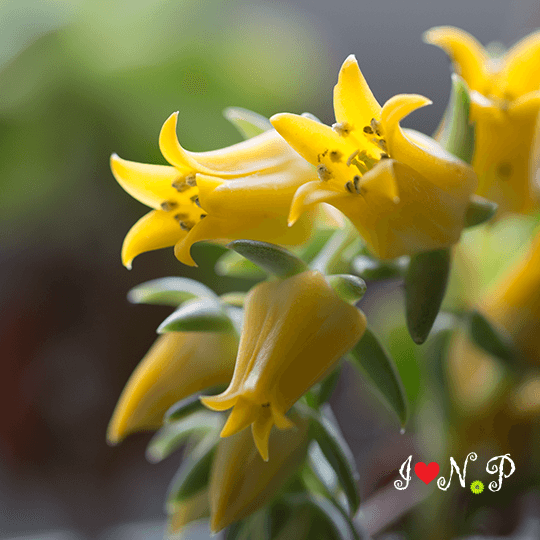 Yellow Flowering Succulent