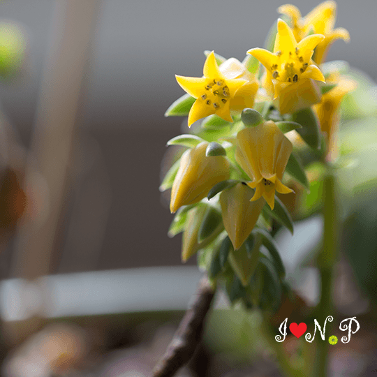 Yellow Flowering Succulent